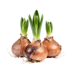 Plants, Seeds & Bulbs