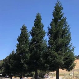 AptosBlue_MatureTrees_d327e7c5-6226-46e3-8ef1-7b695302f465