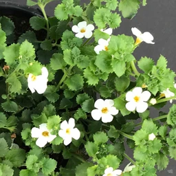 Bacopa_Closeup_White_13ebb7d6-c7b4-4d5d-9324-e0015d2aaa0c