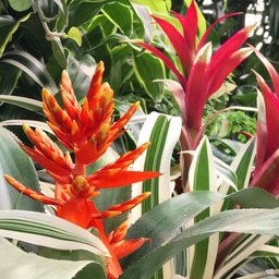 Bromeliad_Spikes_c5f292ff-9500-40d3-afca-3c1ad33f93fa