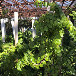 CreepingFig_Rocklin
