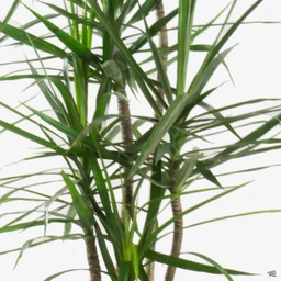 DracaenaMarginata_closeup_b552071c-18f9-478d-9e19-b0f4b5031732