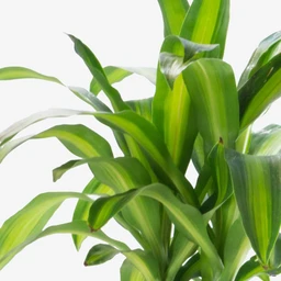 DracaenaMassangeana_closeup_fcd3bcd4-233d-40c3-9833-87e7f7972734