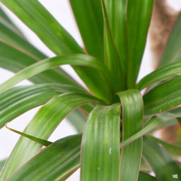 Dracaena_Marginata_Magenta
