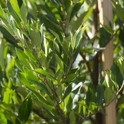 PrunusLaurocerasus_CherryLaurel_Compacta01_9a34bc2b-ee63-432c-bbf8-732204fcd9ae