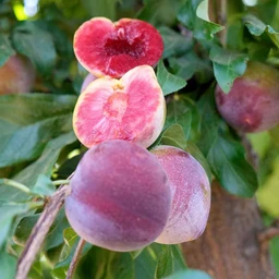 satsuma-plum