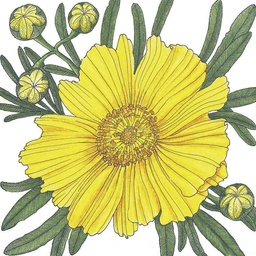coreopsis-tall-lance-leaved-1-4-lb