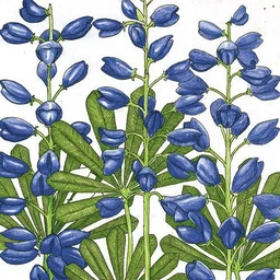 lupine-perennial-lb