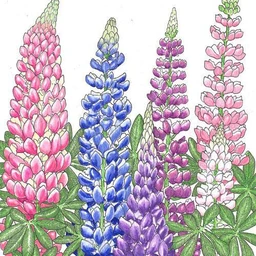 lupine-russell-lb