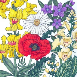north-american-shade-wildflower-mix-lb