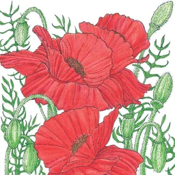 poppy-corn-lb