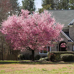 Kwanzan_Cherry_Tree_BB2_600x600_0033c2fa-9e40-48a7-b5a8-c33c2fa3d28b