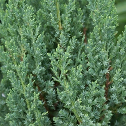 Blue_Point_Juniper_600x600_5c3382fe-67a1-4049-b609-c42cc3002ca4