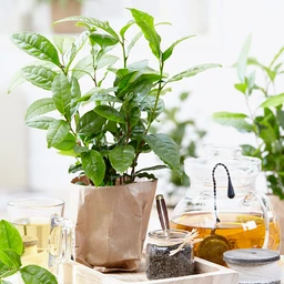 Cold_Hardy_Tea_BB_600x600_93d292ca-ee47-4fd8-b150-63cddd9a7267