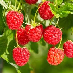 Heritage_Raspberry_BB_600x600_bec90a1b-922b-4452-9ebb-ee27a13a84e4