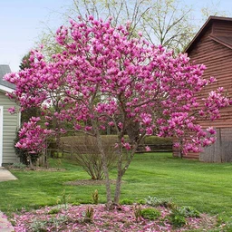 Janr_Magnolia_BB_600x600_e6d5fbe4-eaca-4787-8696-ceabd25ecfab