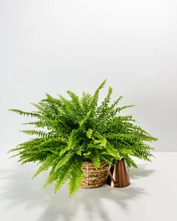 2858768c943e--Pl-6in-Boston-Fern-Can-01