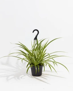 523d2c040643--pl-spider-plant-6IN-po-grower-1