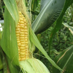 Ashworth-Sweet-Corn-vendor-unknown-1630675140