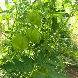 BalloonVine_4