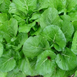 Bok-Choy-vendor-unknown-1630675285