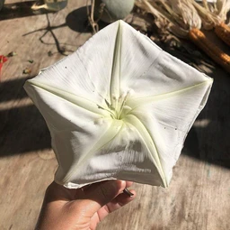 Moon-Flower-vendor-unknown-1630675003
