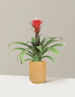 5IN_Bromeliad_Guzmania_Hope_in_5IN_Ceramic_The_Sill_SK_Yellow_Semi-Gloss_2026_Everyday
