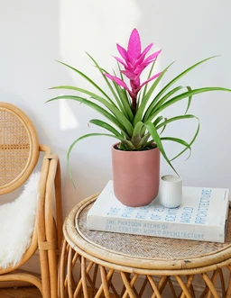 5IN_Bromeliad_Vriesea_Tillandsia_Pink_Antonio_in_5IN_Ceramic_The_Sill_SK_Pink_Semi-Gloss_2026_Everyday_Lifestyle_02