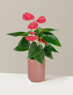 5IN_Premium_Anthurium_Pink_in_5IN_Ceramic_The_Sill_SK_Pink_Semi-Gloss_2026_Everyday