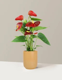 5IN_Premium_Anthurium_Red_in_5IN_Ceramic_The_Sill_SK_Yellow_Semi-Gloss_2026_Everyday