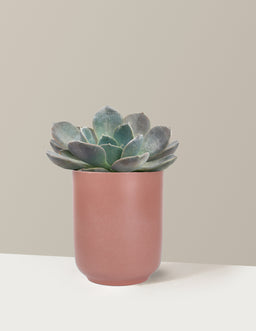 5IN_Premium_Echeveria_Garotto_in_5IN_Ceramic_The_Sill_SK_Pink_Semi-Gloss_2026_Everyday