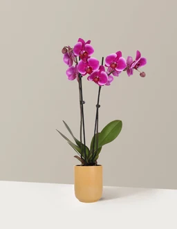 5IN_Premium_Magenta_Orchid_in_5IN_Ceramic_The_Sill_SK_Yellow_Semi-Gloss_2026_Everyday