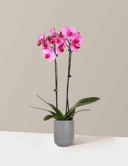 5IN_Premium_Watercolor_Pink_Orchid_in_5IN_Ceramic_The_Sill_SK_Blue_Semi-Gloss_2026_Everyday