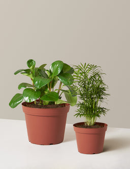 Medium_Growpot_Variant_1