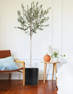 the-sill_Extra-Large-Olive-Tree_Extra-Large_Solid-Goods_Black_Gallery-4