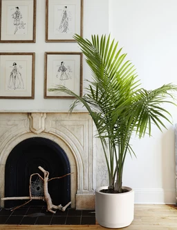 the-sill_Extra-Large_Majesty-Palm_Extra-Large_Mexia_Cream_Lifestyle_3