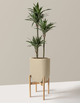 the-sill_Large-Dracaena-Warneckii_Large_Pallas-Sand-Stand-Light-Bamboo_Variant