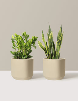the-sill_Low-Light-Duo_Large_Mexia-Sand_Variant