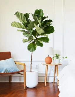 the-sill_Massive-Fiddle-Leaf-Fig-Tree_Lifestyle_c9cfa9b4-dd85-4981-af72-726eae7005ed