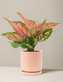 the-sill_Medium-Aglaonema-Wishes_Medium_Isabella_Blush_Variant_3c45c948-f504-4a9c-bf34-762698f6ddd7