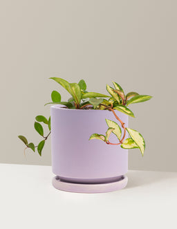 the-sill_Medium-Hoya-Tricolor_Medium_Isabella_Lavender_Variant
