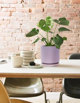 the-sill_Medium-Monstera-Deliciosa_Medium_Isabella_Lavender_Gallery-4