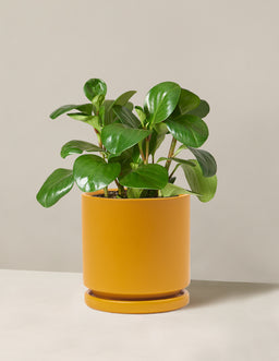 the-sill_Medium-Peperomia-Obtusifolia_Medium_Isabella_Mustard_Variant_f94278c6-0a86-41f5-9123-ecb6075c376b