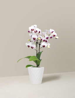 the-sill_Petite-Orchid_White_with_Purple_3IN_Evi_Mini_Quilted_Variant