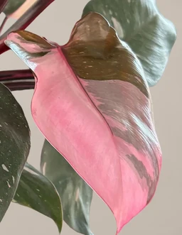 the-sill_Philodendron-Pink-Princess_greenhouse_gallery-003