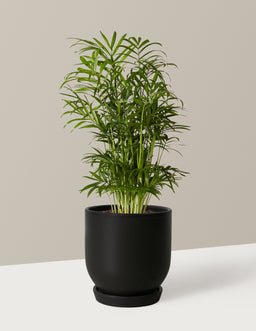 the-sill_Small-Parlor-Palm_Small_Westcott_Black_Variant