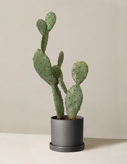 the-sill_Table-Top-Cactus_Small_Hyde_Black_Variant