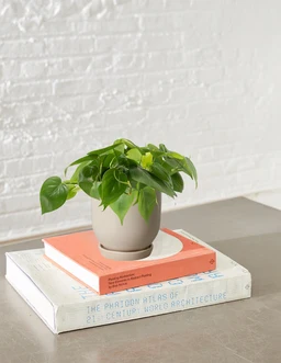 the-sill_westcott_philodendron_lifestyle1