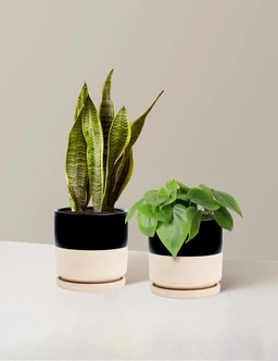 the_sill_Living_Room_Duo_Medium_Isabella_Top_Half_Black_Variant_lowres_2024-02-22