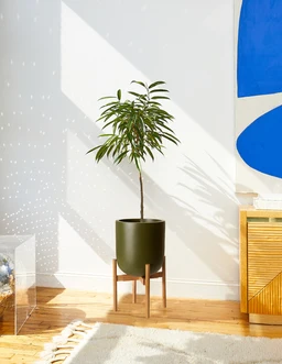 the-sill_ficus-alii_large_pallas-stand_green_gallery_01_eb98146c-aa76-4e32-9228-f489b031723a